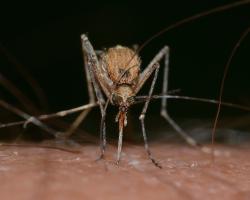 Komary, meszki, kleszcze - nieprzyjemne, ale bywają też groźne