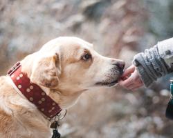 Dogoterapia – terapia z udziałem psów 