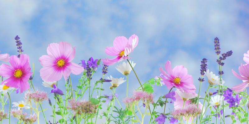 Sałatka z kwiatka – piękno połączone ze zdrowiem