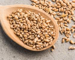 Gluten – nie unikaj go, jeśli nie cierpisz na celiakię