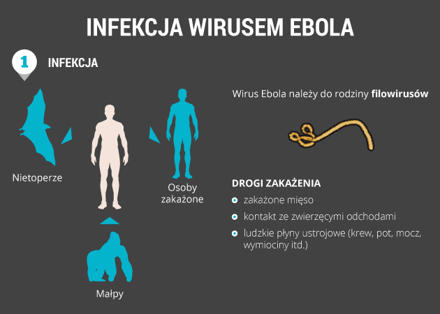 infografika - infekcja wirusem ebola