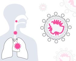 Koronawirusy - czym są, skąd się biorą i dlaczego są groźne