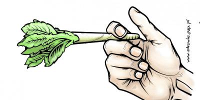 Marihuana wpływa na rozrodczość?